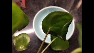 Curly Leaves on Pilea Peperomioides No Worries [upl. by Oderf]