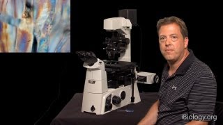 Microscopy Phase Polarization and DIC Stephen Ross [upl. by Eidok760]