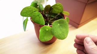 How to Care For Pilea Peperomioides  CHINESE MONEY PLANT [upl. by Eveineg]