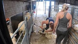 Shearing lambs how to shears sheep [upl. by Meares]