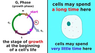 The Cell Cycle and its Regulation [upl. by Lledroc]