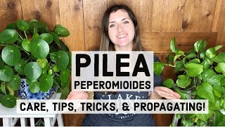 Pilea Peperomioides Plant Care Tips Tricks amp Propagating [upl. by Aidan664]