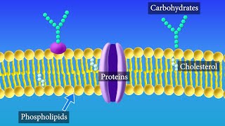 Cell Membrane Structure and Function [upl. by Liscomb]