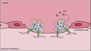 Platelet Plug Formation  Mechanisms [upl. by Rudiger452]