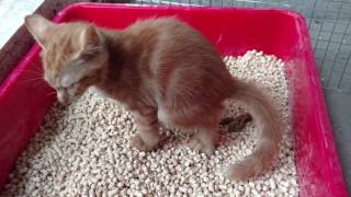 Tigirl use pine wood pellets cat litter [upl. by Evante]