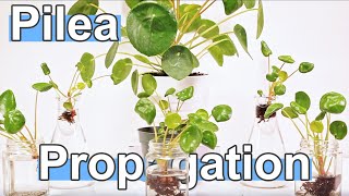 How To Propagate Pilea Peperomioides  Chinese Money Plant [upl. by Safier62]