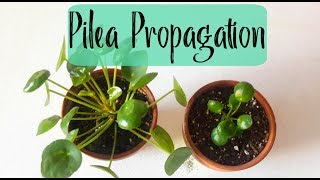 Pilea Peperomioides Propagation Chinese Money Plant Propagation [upl. by Redford]