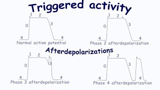 Triggered activity Afterdepolarizations [upl. by Aeriel]