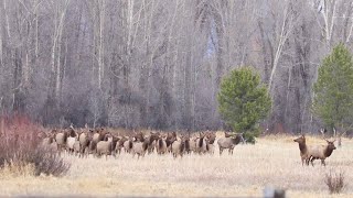 Wyoming General Elk Hunt [upl. by Lateh241]