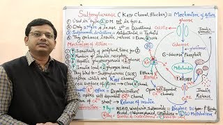 Diabetes Mellitus Part10 Mechanism of Action of Sulfonylurease  Antidiabetic Drugs  Diabetes [upl. by Ttessil644]