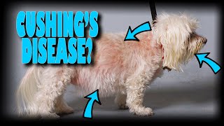 My dog has Cushings disease Now what [upl. by Damha]