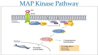 Fibroblast Growth factor FGF and signaling pathwayMAPK Signaling Pathway [upl. by Skylar]