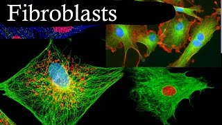 Fibroblasts In 3 Minutes [upl. by Kutchins220]