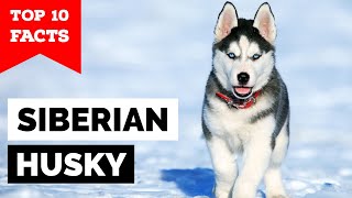 Siberian Husky  Top 10 Facts [upl. by Aitel469]