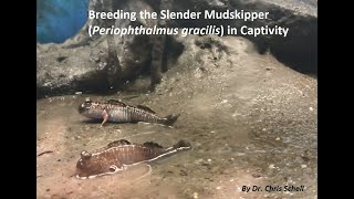 Breeding Mudskippers in Captivity [upl. by Arakaj]