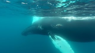 GoPro Snorkeling With Humpback Whales [upl. by Henson937]