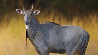 The most UNUSUAL Big Game in TEXAS NILGAI Catch amp Cook [upl. by Aranahs]