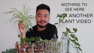 How To Propagate Houseplants From Cuttings  Indoor Plants [upl. by Richman8]