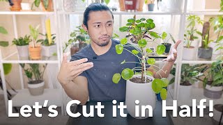 Chopping My Pilea Peperomioides in Half [upl. by Nereids]