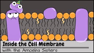 Inside the Cell Membrane [upl. by Annahtur]