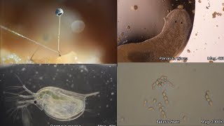 The Amazing Microscopic World [upl. by Kakalina]