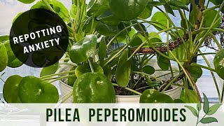 Repotting Pilea Peperomioides Chinese Money Plant [upl. by Sim]