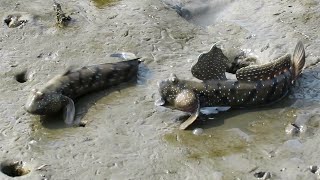 Mudskippers Fighting [upl. by Hazmah586]