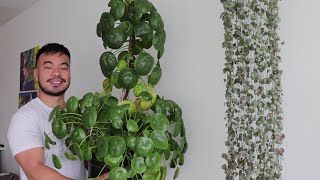 How to Grow A Giant Pilea Peperomioides  Houseplant Care Guide and Tips [upl. by Ateloiv]