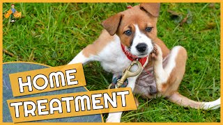 Dog Skin Allergy Home Remedies  Cure their Itch [upl. by Atihana459]