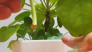 Pilea leaf propagation [upl. by Milano]