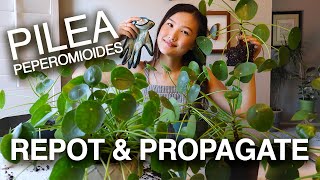 PILEA PEPEROMIOIDES PROPAGATION amp CARE  Houseplant Care Tips  Jolene Foliage [upl. by Ella204]