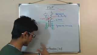 Fibroblast growth factor FGF [upl. by Derag]