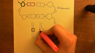 Antisense Oligonucleotides Part 1 [upl. by Drofnelg331]