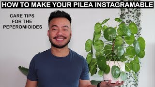 How To Care For Pilea Peperomioides  Houseplant Care Tips [upl. by Lonni]