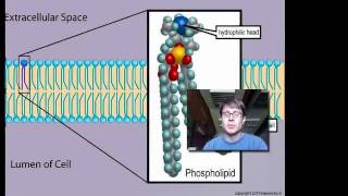 Cell Membranes [upl. by Reinal]