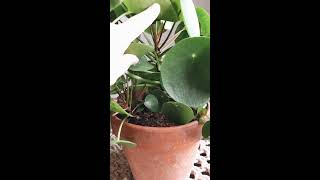 How To Care For Pilea Peperomioides [upl. by Eatnuhs]