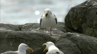 How Nature Works Gull Territoriality [upl. by Annid]